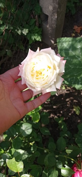 Троянди укорінені