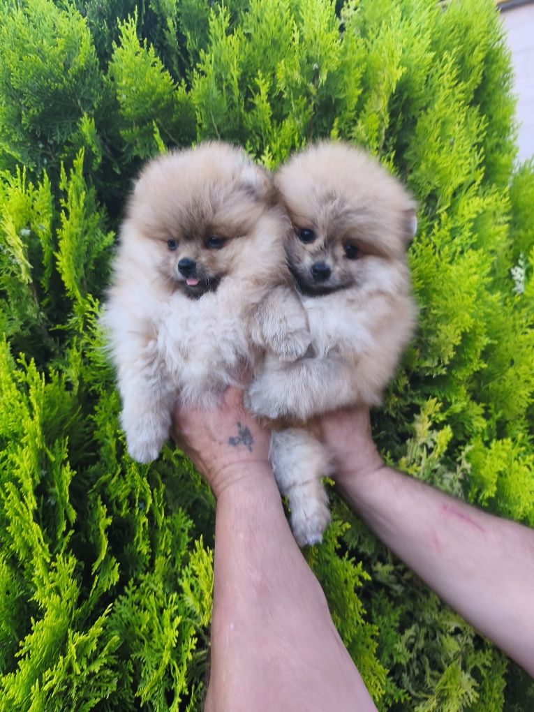 Міні хлопчики та дівчатка 2,1 міс