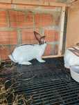 Casal de coelhos gigantes borboleta puros charlot