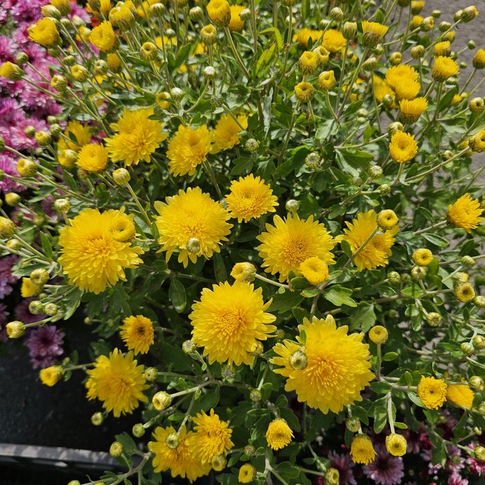 Шаровидна хризантема мультифлора