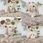 Króliczki rasy Karzełek Teddy, Mini lop Aktualne dostepne kroliczki