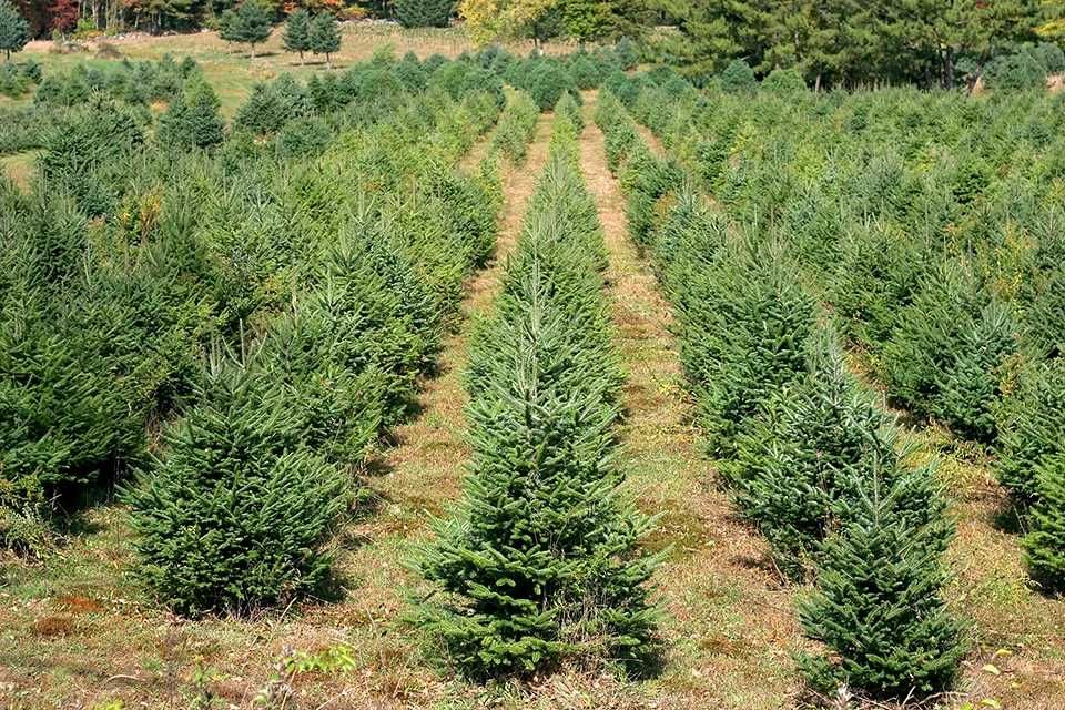 Choinki prosto z plantacji Witkowo