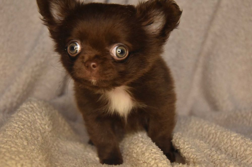 чихуахуа хлопчик