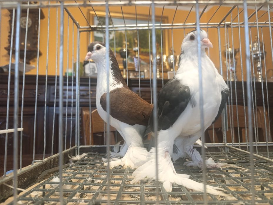 Lahor, lahory, gołębie ozdobne, wysyłam