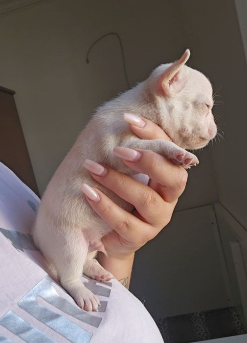 Bulldog Francês New shade Platinum