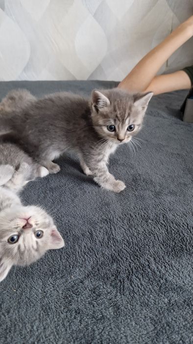 Продам котят прямоухих и веслоухих шотландцев.