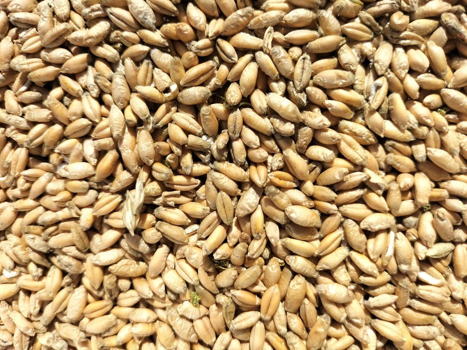 Pszenżyto paszowe – świeże ziarno dla drobiu, worki 20kg