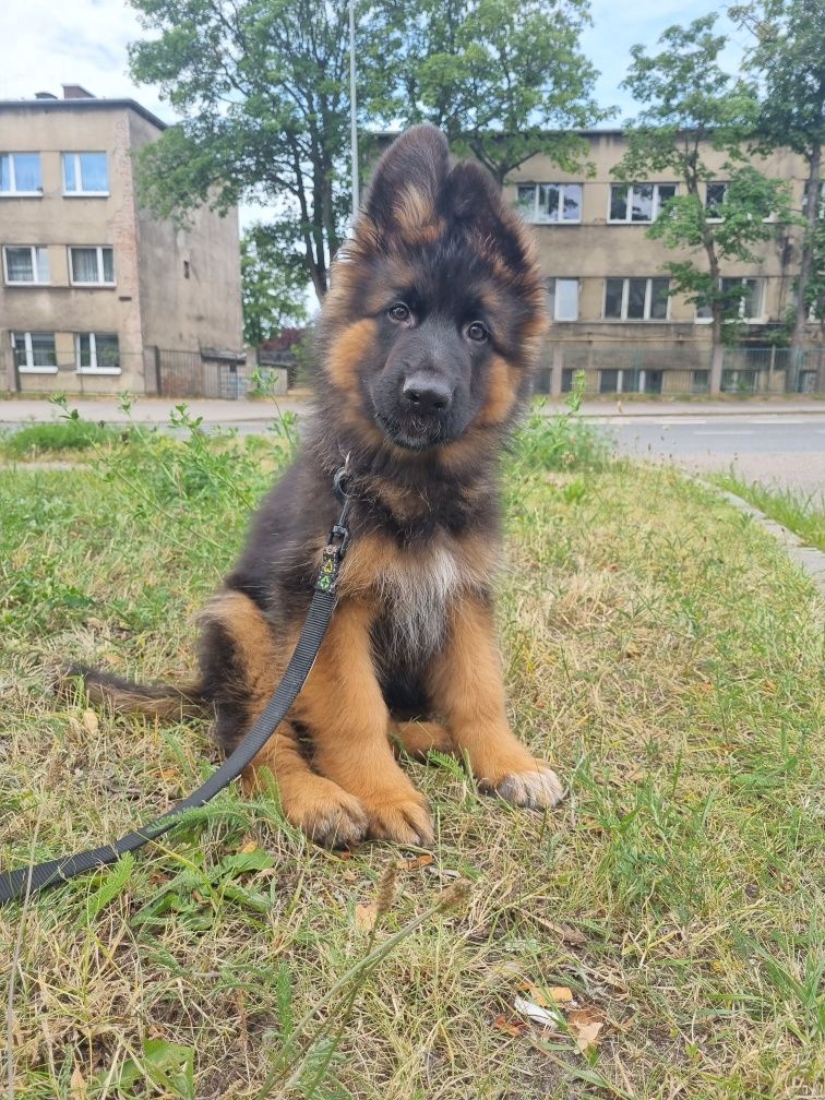 Owczarek Niemiecki Długo włosy Fci