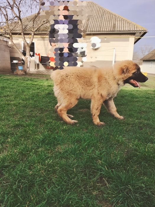 Кавказька вівчарка