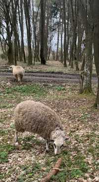 вівці вівцематки маринос  - суфолк крос