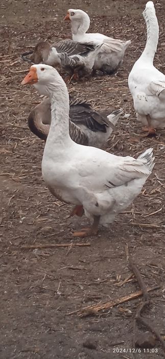 Гуси холмогори . Молоді 2024 рік.