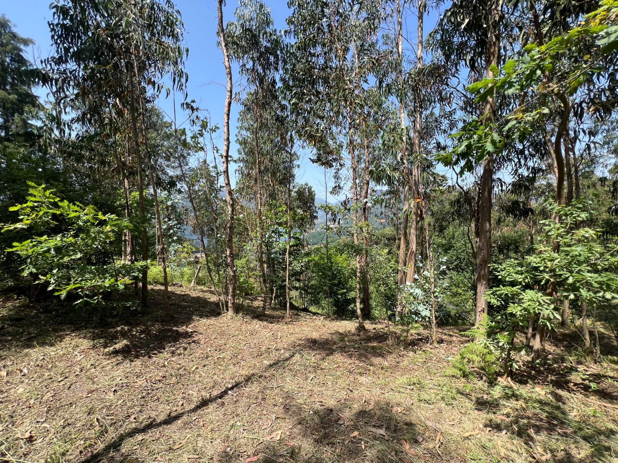 Limpeza Florestal e de Terrenos