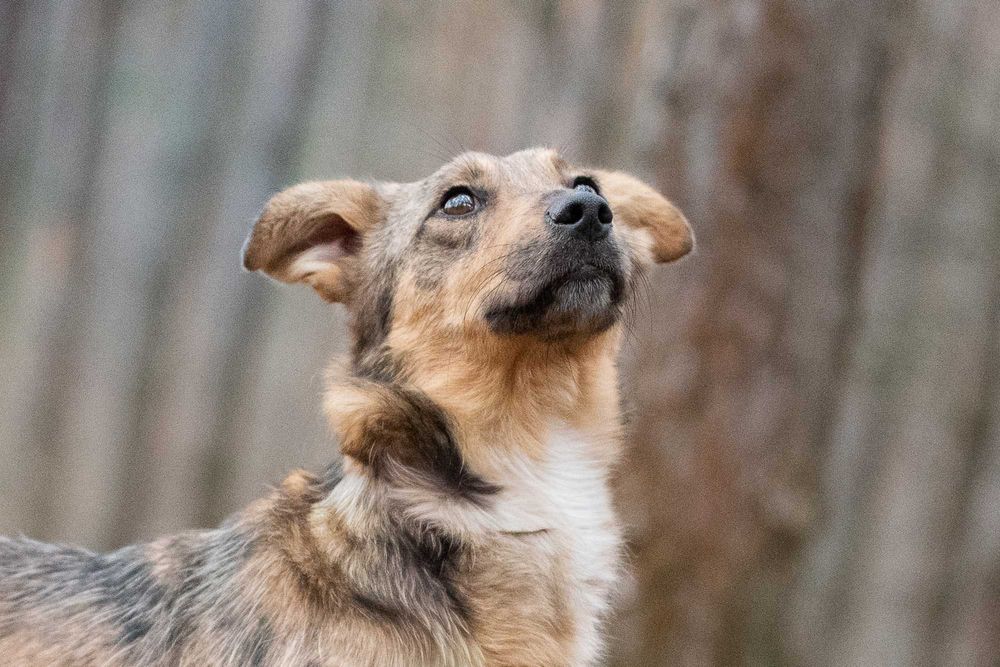 ALAYA - psi podrostek za kratami, sunia młodzinka ok. 10 miesięcy