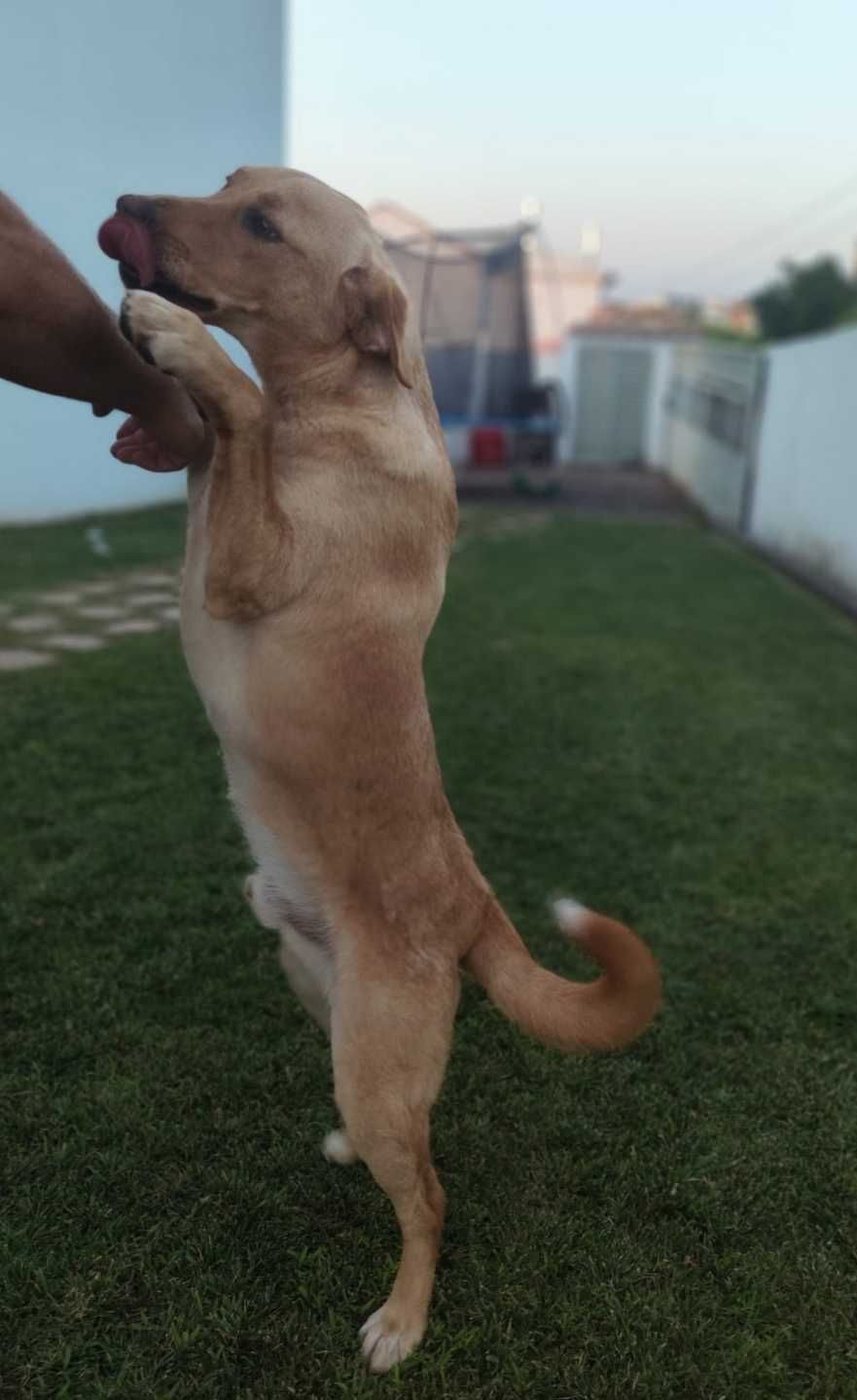 Oferta Labrador Retrevier