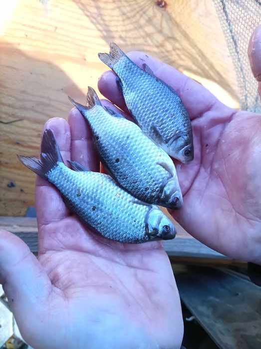 Karaś srebrny na zywca przynęta na szczupak sandacz