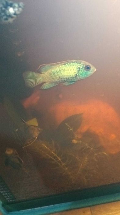 Peixe Andinoacara Azul Eletrico