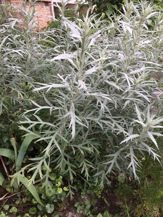 Цветы садовые