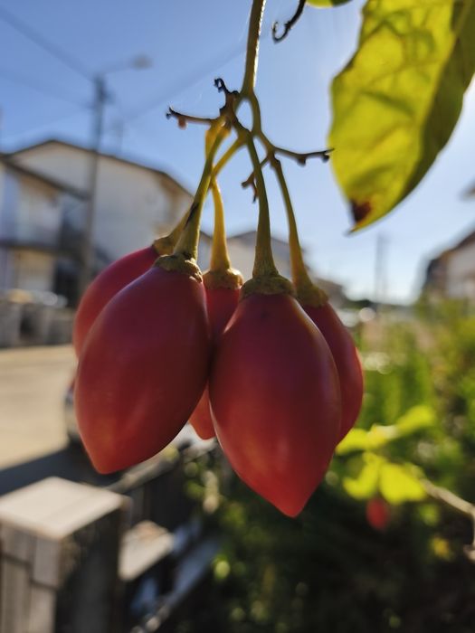 Árvores exóticas e tropicais