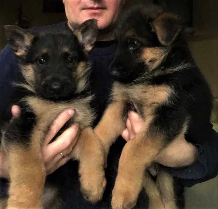 Крупні, породні цуценята німецької вівчарки від робочих батьків!