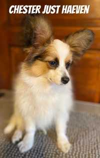 Papillon Spaniel Kontynentalny Miniaturowy