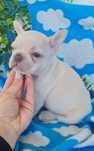 Estupendo Platinium Buldogue Francês de Qualidade
