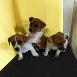 Jack Russell Terrier z Rodowodem