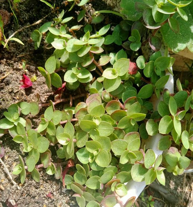 Традесканція альбіфлора, рео, колізія