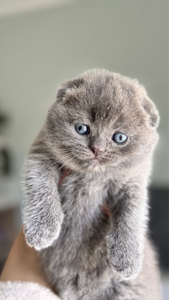 Gatinha Scottish Fold (blue)