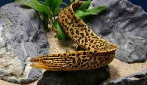 Gymnothorax polyuranodon (potocznie murena słodkowodna) sklep Altum