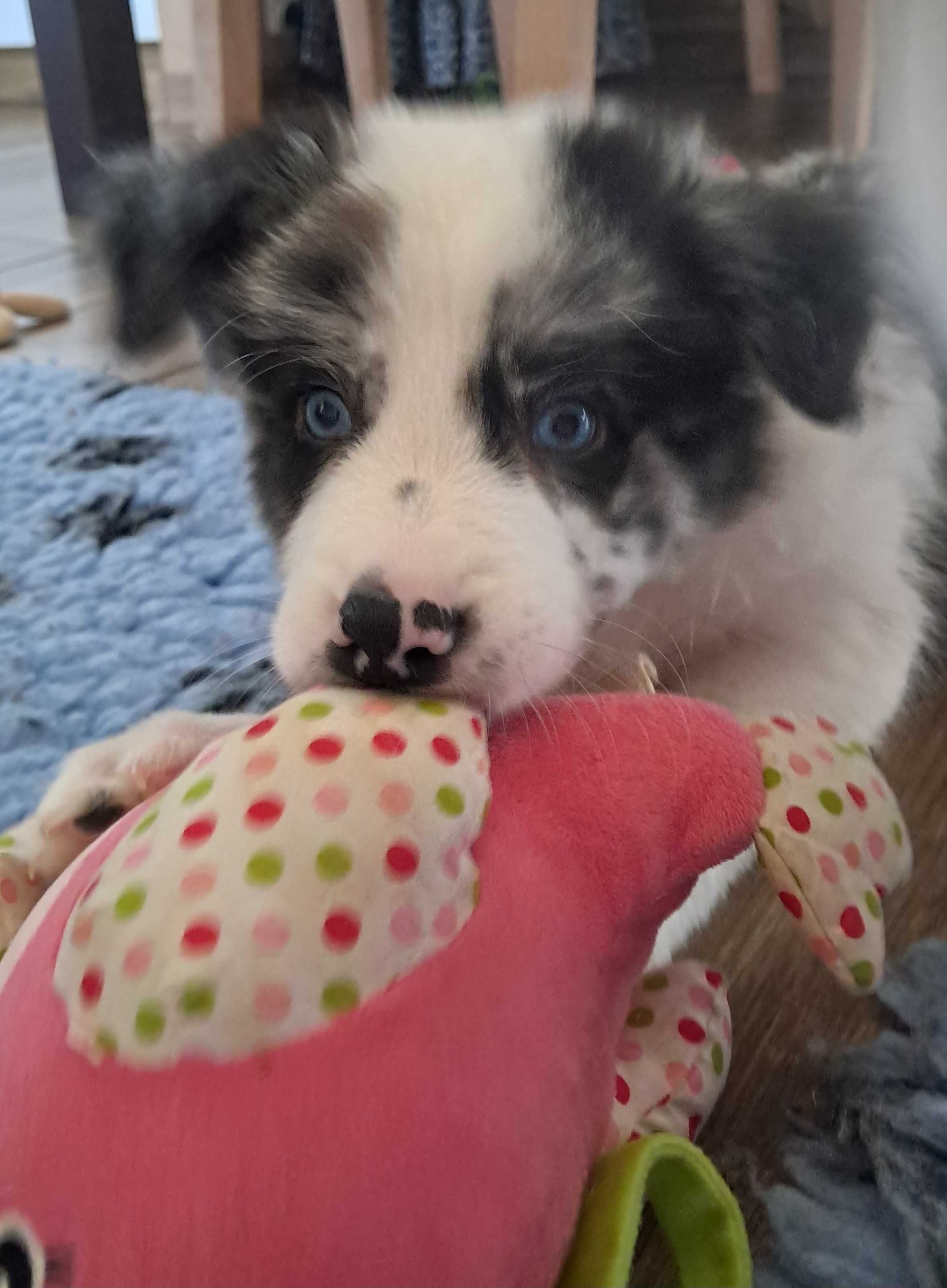 Szczenię Border Collie Blue Merle Kutno