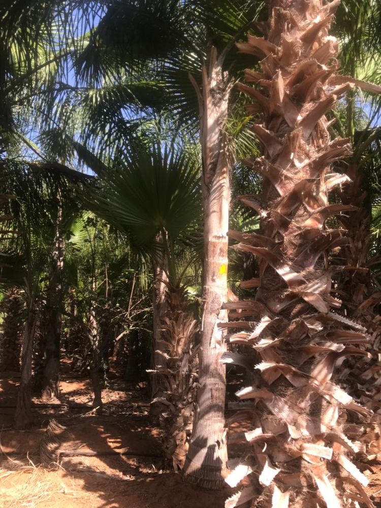 Palmeiras coqueiros ( Syagrus romonzofolis )