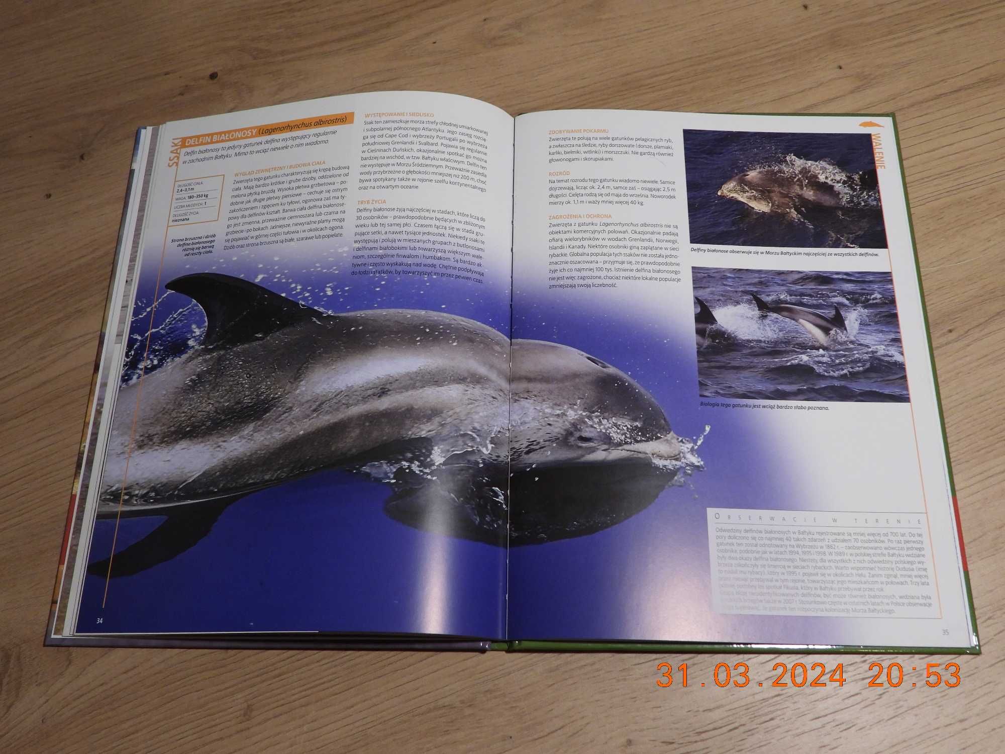 Encyklopedia Przyrody - Tom 12 Zwierzęta - Fokowate i walenie
