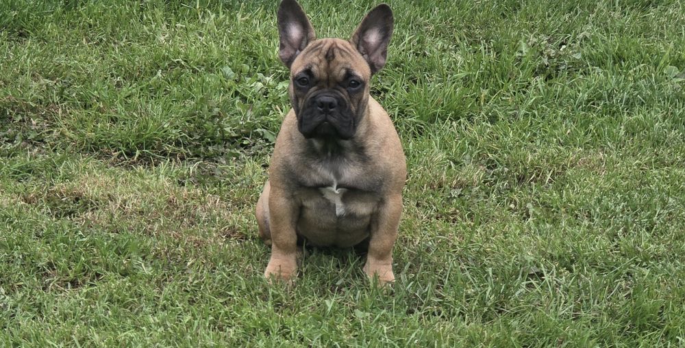 Buldog Francuski *Szczenięta