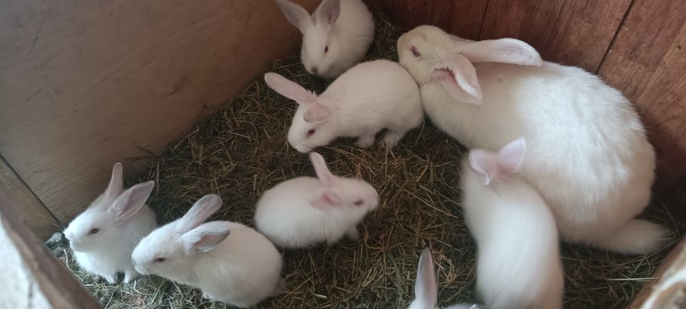 Króliki białe 2 miesięcznie