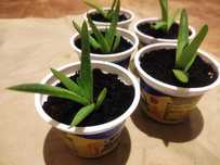 Aloes sadzonki ukorzenione