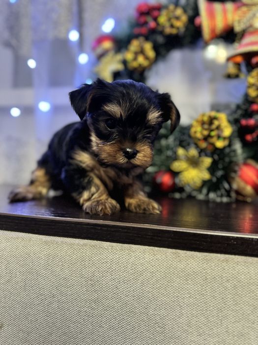 Міні хлопчик йорк