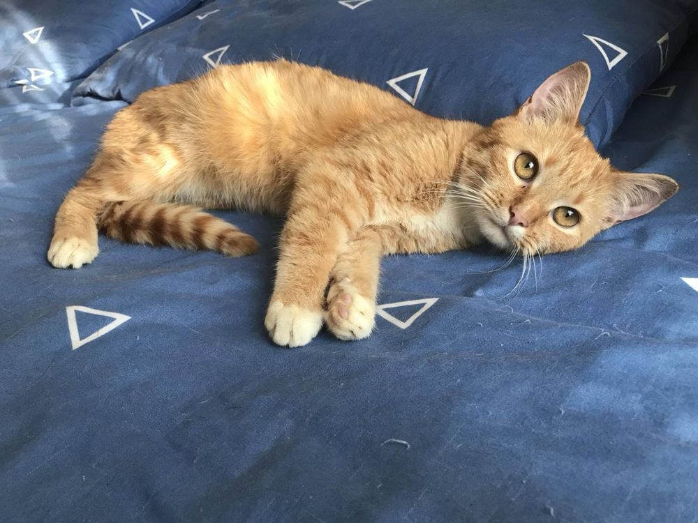 Котята в хорошие руки
