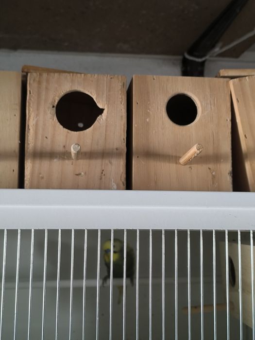 Ninhos para periquitos