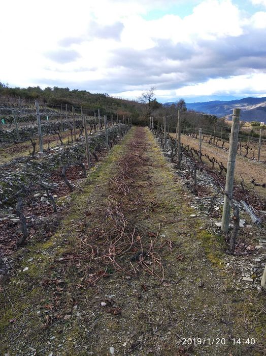 Vende-se terreno rústico em Valença do Douro - Tabuaço