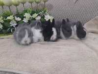 Króliczki karzełki króliki miniaturki teddy mini lop