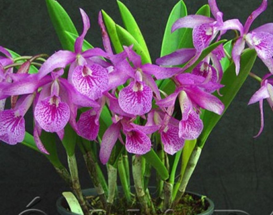 Орхидея Каттлея Maikai