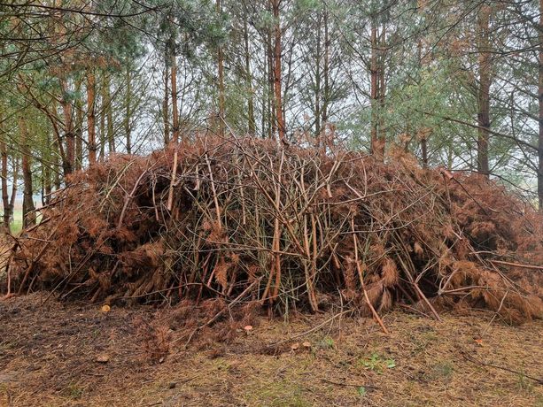 Oddam za darmo gałęzie chrust na opał