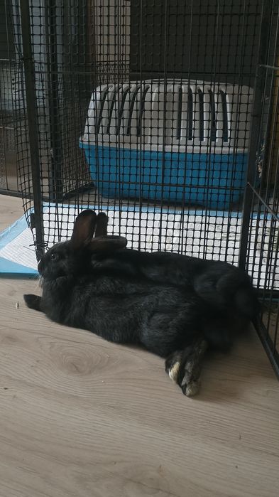 Oddam Królika w dobre ręce