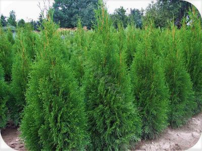 Tuje thuje Szmaragd brabant sprzedaż transport sadzenie zadzwoń