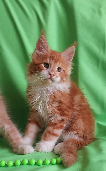 Мейн-куни  - чистопородні велетні