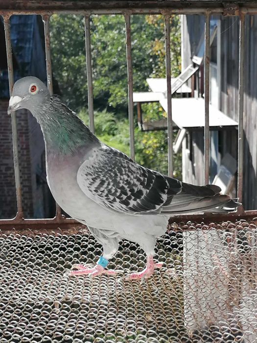 samiczka linii Stichelbout daleki dystans gołębie pocztowe