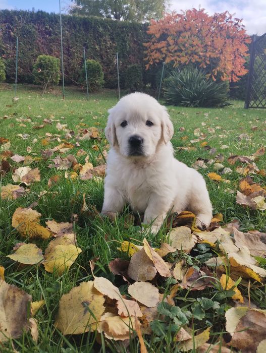 Szczenię Golden Retriever suczka Cieszyn