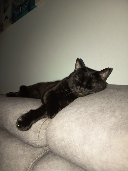 Kot brytyjski czarny