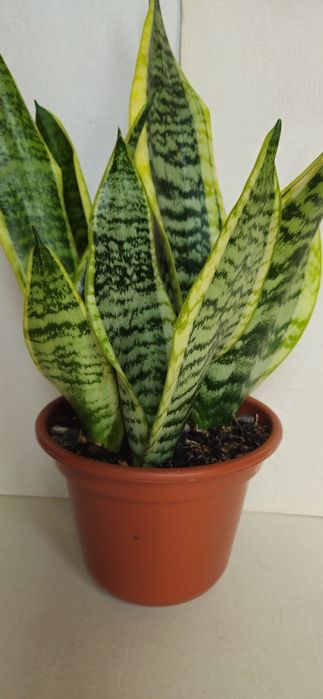 Planta Espada de São Jorge em Vaso 15 cm