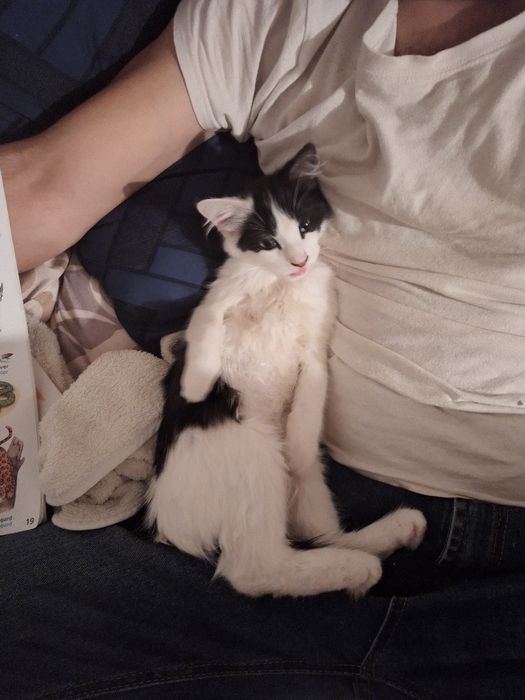 Gata com pêlo comprido